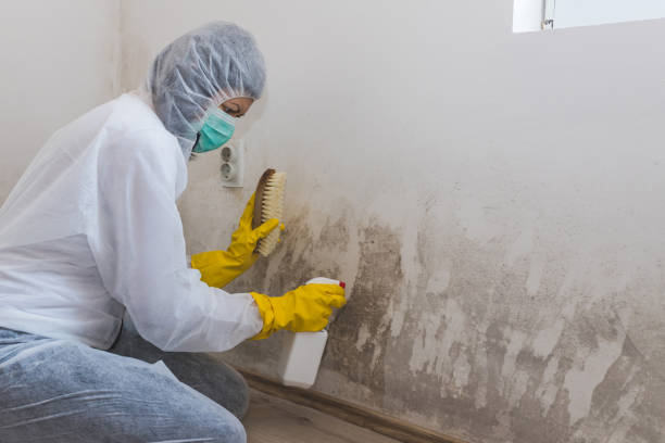 Mold Documentation for Insurance Claims